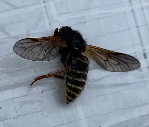 Hybomitra aequetincta