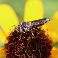 Alternate Cuckoo Leafcutter Bee thumbnail 3