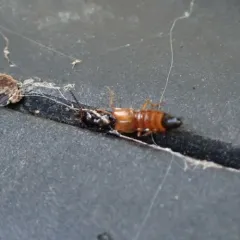 Belonuchus rufipennis thumbnail 4