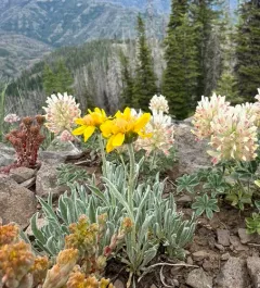 Woolly Mock Goldenweed thumbnail 3