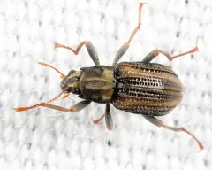 Stenelmis crenata thumbnail 2