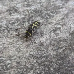 Spruce Zebra Beetle thumbnail 3