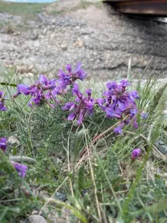 Bell's Locoweed thumbnail 2