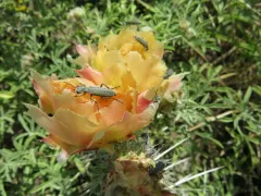 Epicauta oregona thumbnail 3