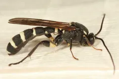 Metopius pollinctorius thumbnail 2