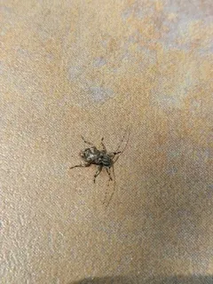 Astylopsis collaris thumbnail 4