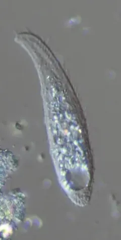 Litonotus lamella thumbnail 1