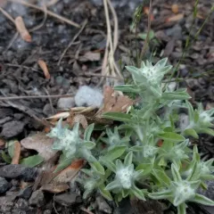 western marsh cudweed thumbnail 2