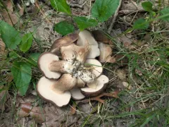 Tylopilus appalachiensis thumbnail 3
