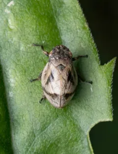 Lepyronia coleoptrata thumbnail 4