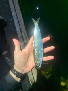 Pacific Sardine thumbnail 4