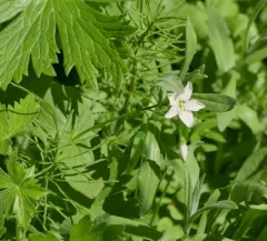 Heartleaf Springbeauty thumbnail 4