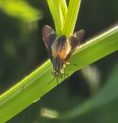Adulterous Deer Fly thumbnail 2