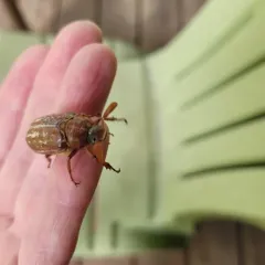 Variegated June Beetle thumbnail 4