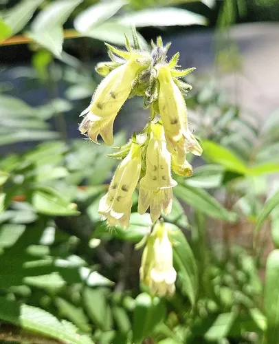 Whipple's penstemon