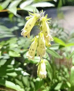 Whipple's penstemon thumbnail 1