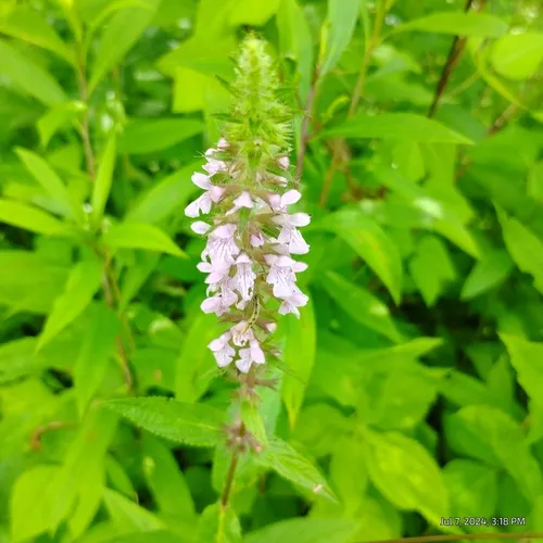 marsh hedge nettle