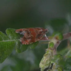 Olethreutes sericoranum thumbnail 1