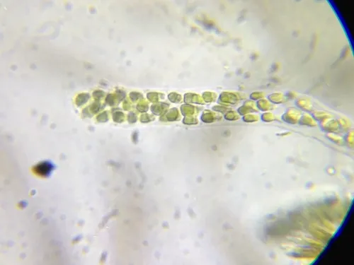 Hydrurus foetidus