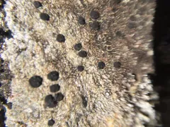Big-disk pebble lichen thumbnail 4