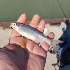 Silver Chub thumbnail 3