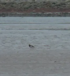 American Oystercatcher thumbnail 2