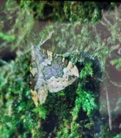 Eulithis destinata thumbnail 3