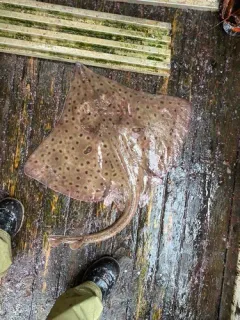 Barndoor Skate thumbnail 2