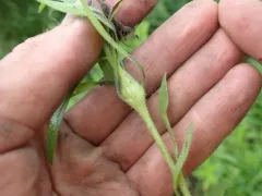 Neolasioptera erigerontis thumbnail 2