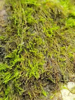 Alga-like Matted-moss thumbnail 2