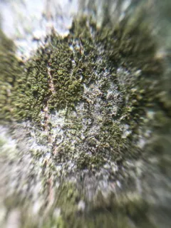 City Dot Lichen thumbnail 3