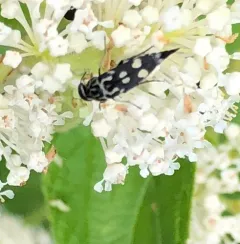 Eight-spotted Tumbling Flower Beetle thumbnail 4