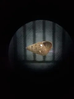 Brown Bittium thumbnail 3