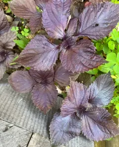 beefsteak plant thumbnail 4