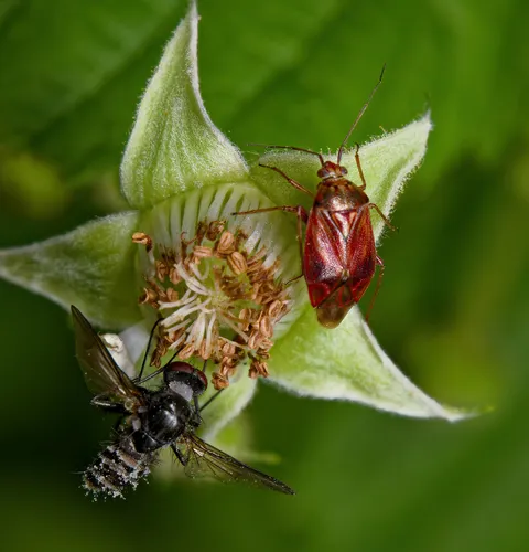 Lygus rubroclarus