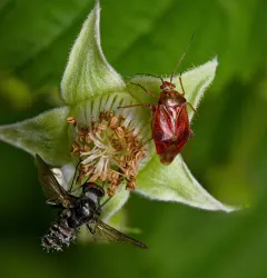 Lygus rubroclarus thumbnail 1