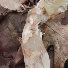 Boletus variipes thumbnail 4