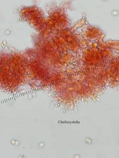 Mycena piceicola thumbnail 3