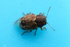 Tail-spotted Pachy thumbnail 2
