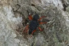 Red-legged Purseweb Spider thumbnail 1