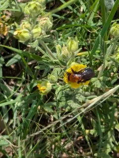 Lupine Miner Bee thumbnail 4
