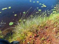 meager sedge thumbnail 2