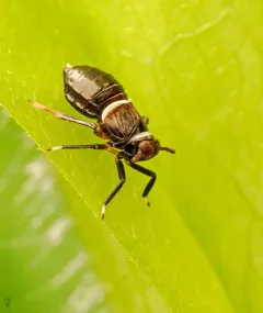 Pissonotus basalis thumbnail 3