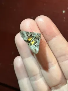 Small Gamma Looper Moth thumbnail 3