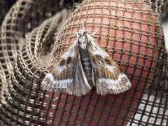 Catoptria trichostomus thumbnail 2