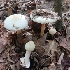 White American Star-Footed Amanita thumbnail 4