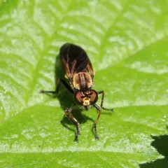 Eudioctria sackeni thumbnail 4