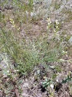 Cusick's Milkvetch thumbnail 2