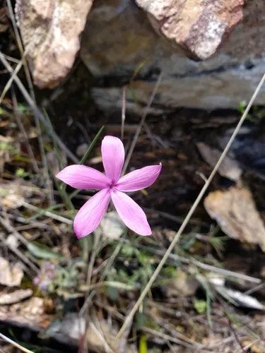Snake River Phlox