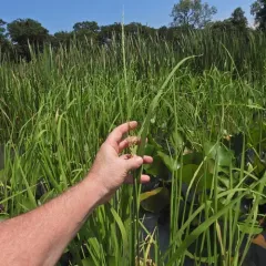 northern wild rice thumbnail 4